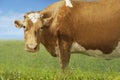 Brown Cow Standing In Field Royalty Free Stock Photo