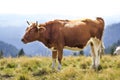 Brown cow standing in green grass on sunny pasture field bright background. Farming and agriculture, milk production concept Royalty Free Stock Photo