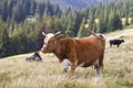 Brown cow standing in green grass on sunny pasture field bright background. Farming and agriculture, milk production concept Royalty Free Stock Photo