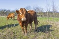 Brown cow standing on green meadow on blue sky background Royalty Free Stock Photo