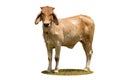 A brown cow standing isolated Royalty Free Stock Photo