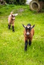 A brown cow standing on top of a lush green field Royalty Free Stock Photo