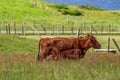 Brown cow suckling her calf between fences with wooden posts and barbed wire in the Irish countryside Royalty Free Stock Photo