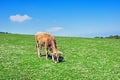 Brown cow on sunny meadow in spring Royalty Free Stock Photo