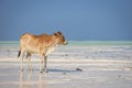 Brown cow on tropical beach. Lonely cow against Indian Ocean background. Scenic seascape in Africa. Exotic farming.