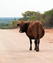 Brown cow walking along a dirt road Royalty Free Stock Photo