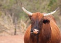 Brown cow walking along a road Royalty Free Stock Photo