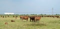 Brown cow walking along a road. Royalty Free Stock Photo