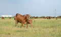 Brown cow walking along a road. Royalty Free Stock Photo