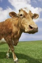 Brown Cow Walking In Field Royalty Free Stock Photo