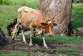 A brown cow is walking in a field Royalty Free Stock Photo