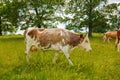 Brown cow walking on the field Royalty Free Stock Photo