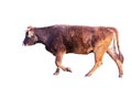 Brown cow Royalty Free Stock Photo