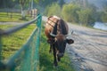 A brown cow walks along the road by herself after grazing Royalty Free Stock Photo