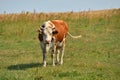 The Brown Cow Royalty Free Stock Photo