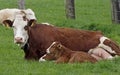 Brown cow with white face and young calf