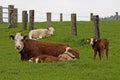 Brown cow with white face and young calf