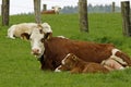 Brown cow with white face and young calf