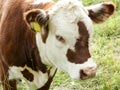 Brown cow with white muzzle Royalty Free Stock Photo