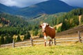 Brown cow with a white pattern on a mountain pasture on the background of autumn mountains. Sunny morning in the Royalty Free Stock Photo