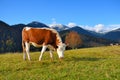 Brown cow with a white pattern on a mountain pasture on the background of sky and autumn mountains. Sunny autumn morning in the Royalty Free Stock Photo