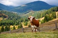 Brown cow with a white pattern on a mountain pasture on the background of sky and autumn mountains. Sunny autumn morning in the Royalty Free Stock Photo