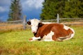 Brown cow with a white pattern on a mountain pasture. Autumn morning in the Carpathians Royalty Free Stock Photo