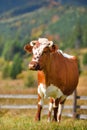 Brown cow with a white pattern on a mountain pasture. Sunny autumn morning in the Carpathians Royalty Free Stock Photo