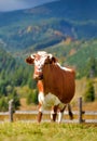 Brown cow with a white pattern on mountain pasture. Sunny autumn morning in the Carpathians Royalty Free Stock Photo