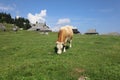 A cow feeding on the mountain pasture Royalty Free Stock Photo