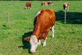 Brown cow with white spots grazing in a Dutch agricultural field Royalty Free Stock Photo