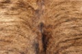 Brown cowhide Royalty Free Stock Photo