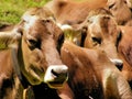 Brown cows