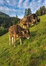 Brown cows in an Alpine meadow