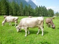 Brown cows in the alpine meadow at Engelberg Royalty Free Stock Photo