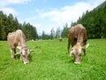 Brown cows in the alpine meadow at Engelberg Royalty Free Stock Photo