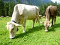 Brown cows in the alpine meadow at Engelberg Royalty Free Stock Photo