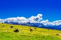 Brown cows on alpine pastures in summer . Alpe di Siusi, South Tyrol - Italy Royalty Free Stock Photo