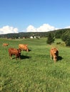 Brown cows