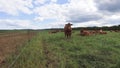 Brown Cows