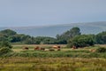 Brown cows and calves graze in meadow field, rural England, Devon. Royalty Free Stock Photo