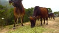 Brown cows are eating straw Royalty Free Stock Photo