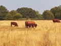 Brown Cows in golden fields at evening time Royalty Free Stock Photo