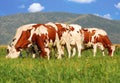 Brown cows on grass field