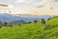 Brown cows graze and eat fresh grass on a hillside against a background of colorful sunset and orange clouds against a blue sky in Royalty Free Stock Photo