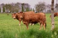 Brown cows graze on a field in Normandy France Royalty Free Stock Photo