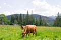 Brown cows grazing on a green pasture near mountains. Cow in meadow. Rural composition Royalty Free Stock Photo