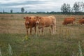 Brown cows grazing in a pasture field Royalty Free Stock Photo