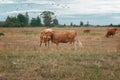 Brown cows grazing in a pasture field