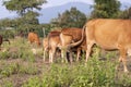 Brown cows grazing pasture in Laos
